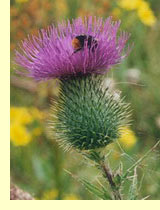  (Cirsium lanceolatum Scop.)
